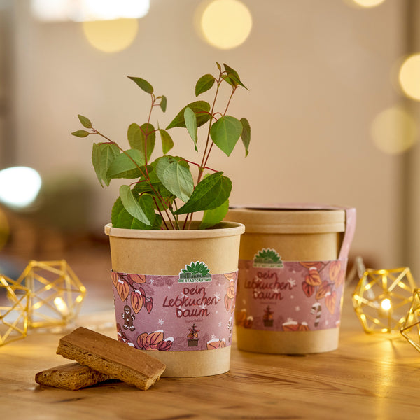 Zwei Pflanztöpfe mit grünen Setzlingen, dekoriert mit einem Etikett "Dein Lebkuchenbaum", auf einem Holztisch mit Lichterkette und Lebkuchenstücken.