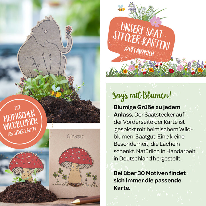 Eine Werbegrafik für Saat-Stecker-Karten mit Wildblumensamen, inklusive Illustrationen eines Elefanten und eines Fliegenpilzes, die aus Erde wachsen, sowie Infotexten zu den handgemachten Grußkarten mit heimischen Wildblumen.