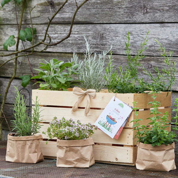Kräutergarten in einer Holzkiste und Papiertüten vor einer alten Holzwand.