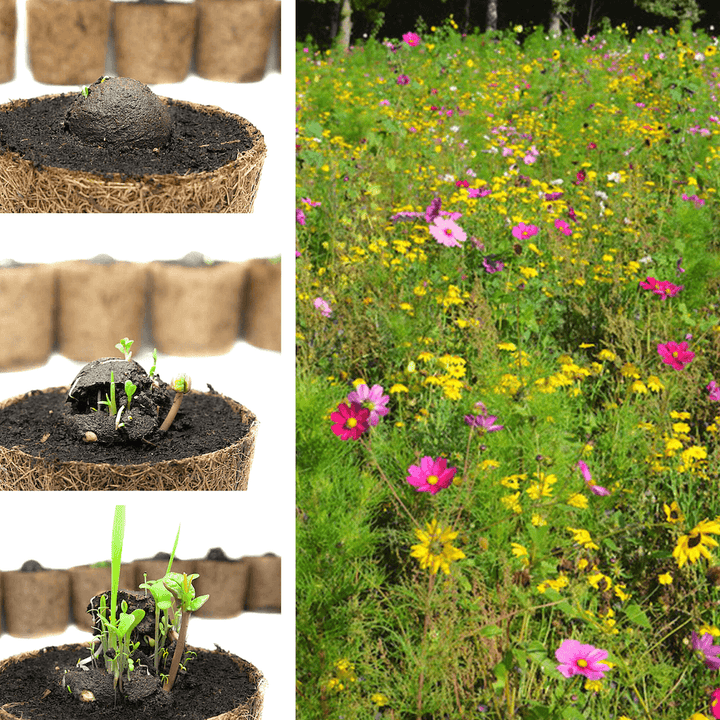 Collage aus Pflanzenwachstum in Kokosfaser-Töpfen und einer blühenden Wildblumenwiese.